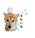 柴犬 すたんぷ（個別スタンプ：38）