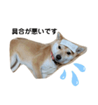 柴犬 すたんぷ（個別スタンプ：39）