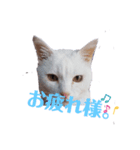 ♪にゃ～ごぉ～♪（個別スタンプ：5）