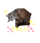 ♪にゃ～ごぉ～♪（個別スタンプ：8）