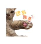 じんたんときなこ2（個別スタンプ：3）