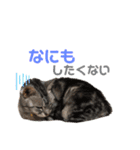 じんたんときなこ2（個別スタンプ：4）