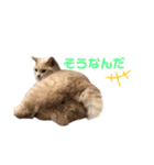 じんたんときなこ2（個別スタンプ：5）