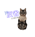 じんたんときなこ2（個別スタンプ：10）