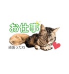 じんたんときなこ2（個別スタンプ：15）