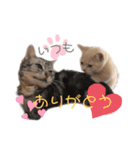 じんたんときなこ2（個別スタンプ：16）