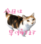 三毛猫の写真スタンプ～帰宅編～（個別スタンプ：1）