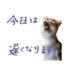 三毛猫の写真スタンプ～帰宅編～（個別スタンプ：2）