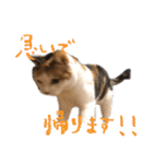 三毛猫の写真スタンプ～帰宅編～（個別スタンプ：3）