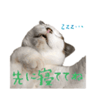三毛猫の写真スタンプ～帰宅編～（個別スタンプ：4）