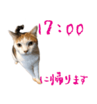 三毛猫の写真スタンプ～帰宅編～（個別スタンプ：5）