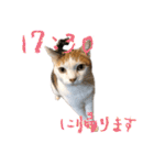 三毛猫の写真スタンプ～帰宅編～（個別スタンプ：6）