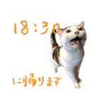 三毛猫の写真スタンプ～帰宅編～（個別スタンプ：8）
