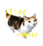 三毛猫の写真スタンプ～帰宅編～（個別スタンプ：9）