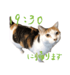 三毛猫の写真スタンプ～帰宅編～（個別スタンプ：10）