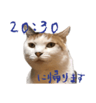 三毛猫の写真スタンプ～帰宅編～（個別スタンプ：12）