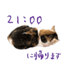 三毛猫の写真スタンプ～帰宅編～（個別スタンプ：13）