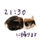 三毛猫の写真スタンプ～帰宅編～（個別スタンプ：14）