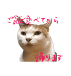 三毛猫の写真スタンプ～帰宅編～（個別スタンプ：17）