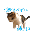 三毛猫の写真スタンプ～帰宅編～（個別スタンプ：18）