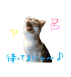 三毛猫の写真スタンプ～帰宅編～（個別スタンプ：20）
