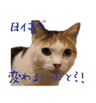 三毛猫の写真スタンプ～帰宅編～（個別スタンプ：24）