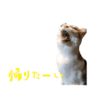 三毛猫の写真スタンプ～帰宅編～（個別スタンプ：25）