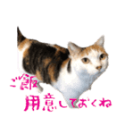 三毛猫の写真スタンプ～帰宅編～（個別スタンプ：26）
