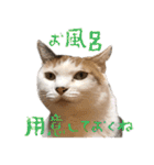 三毛猫の写真スタンプ～帰宅編～（個別スタンプ：27）