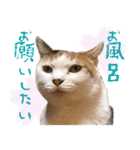 三毛猫の写真スタンプ～帰宅編～（個別スタンプ：30）