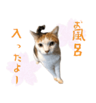 三毛猫の写真スタンプ～帰宅編～（個別スタンプ：31）