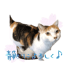 三毛猫の写真スタンプ～帰宅編～（個別スタンプ：34）