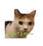 三毛猫の写真スタンプ～帰宅編～（個別スタンプ：35）