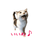 三毛猫の写真スタンプ～帰宅編～（個別スタンプ：37）