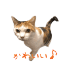三毛猫の写真スタンプ～帰宅編～（個別スタンプ：38）