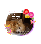 俺スタンプ  SP（七五三編）（個別スタンプ：6）