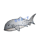 SHARK・RAY（個別スタンプ：4）