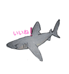 SHARK・RAY（個別スタンプ：17）