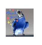 癒しのインコ達（個別スタンプ：2）