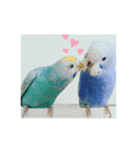 癒しのインコ達（個別スタンプ：3）