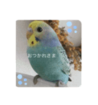癒しのインコ達（個別スタンプ：4）