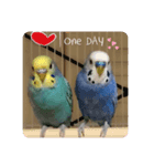 癒しのインコ達（個別スタンプ：6）