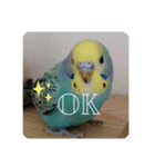 癒しのインコ達（個別スタンプ：7）