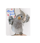 癒しのインコ達（個別スタンプ：8）