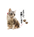 Yume☆Cocoa（個別スタンプ：1）