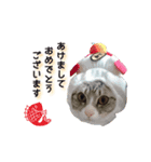 Yume☆Cocoa（個別スタンプ：8）