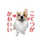 コーギー こてつのスタンプ（個別スタンプ：1）