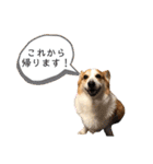 コーギー こてつのスタンプ（個別スタンプ：6）