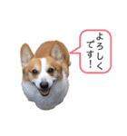 コーギー こてつのスタンプ（個別スタンプ：7）