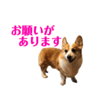コーギー こてつのスタンプ（個別スタンプ：8）